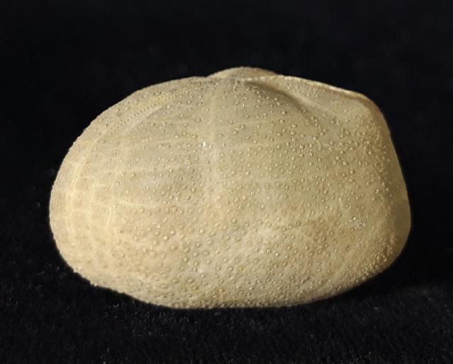 Pliotoxaster buitronae FORNER & VALLS 2019 - Bild © FossNet FossilienStore